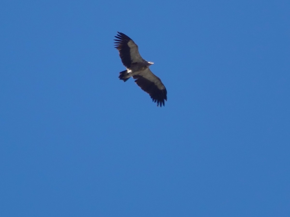 Кумай - ML646180232