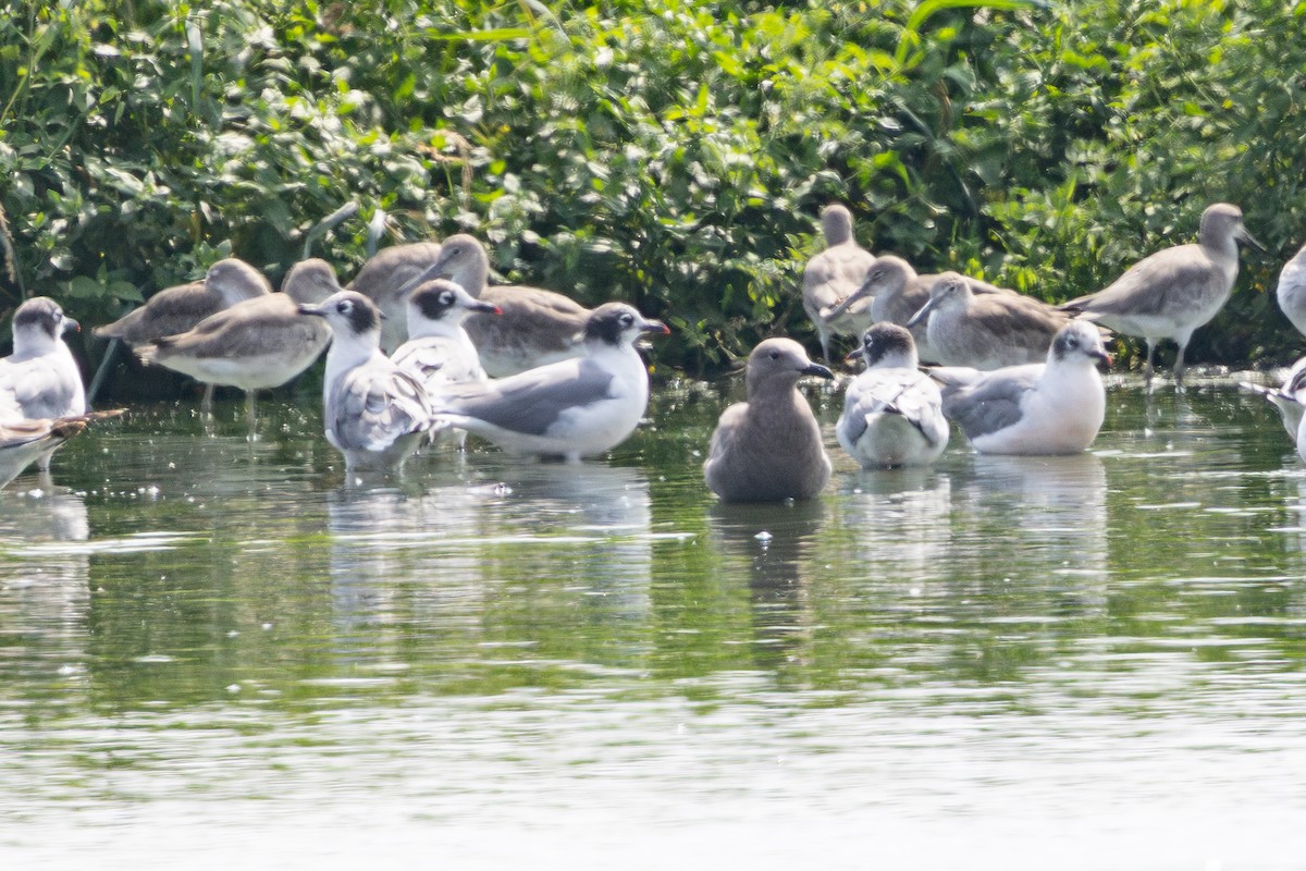 Kül Rengi Martı - ML646180234