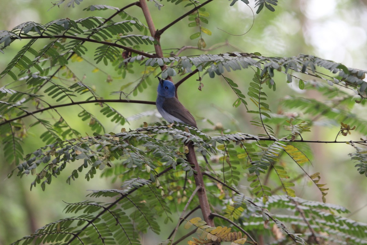 Black-naped Monarch - ML646180236