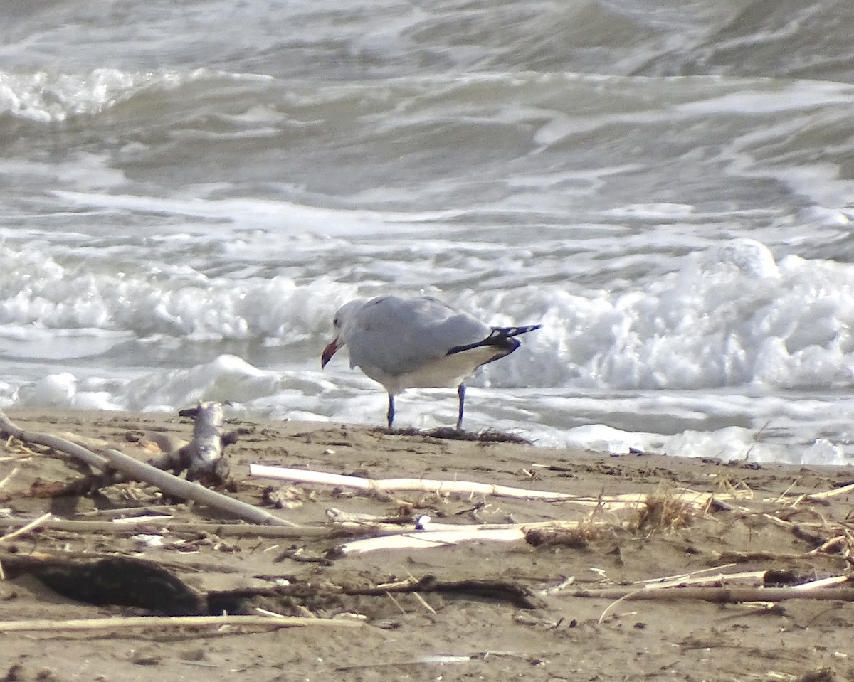 Audouin's Gull - ML646180247