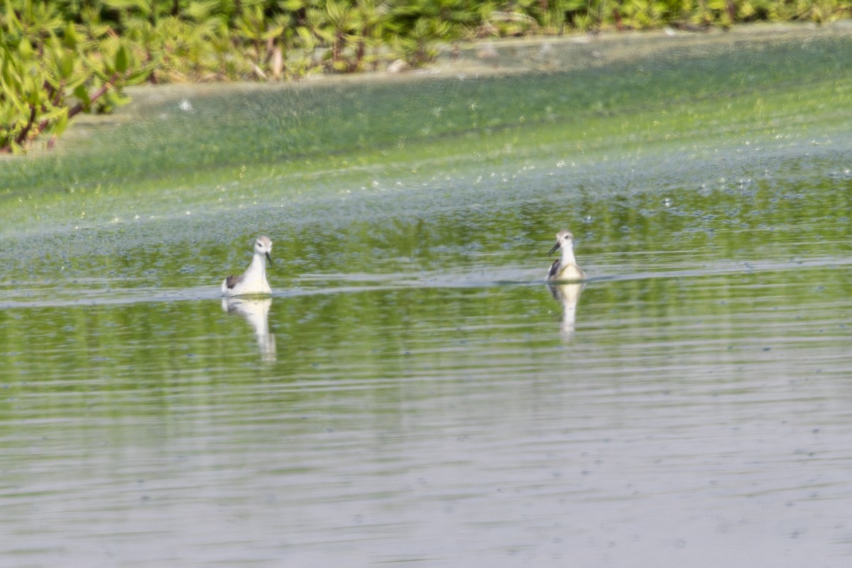 Wilsonwassertreter - ML646180249