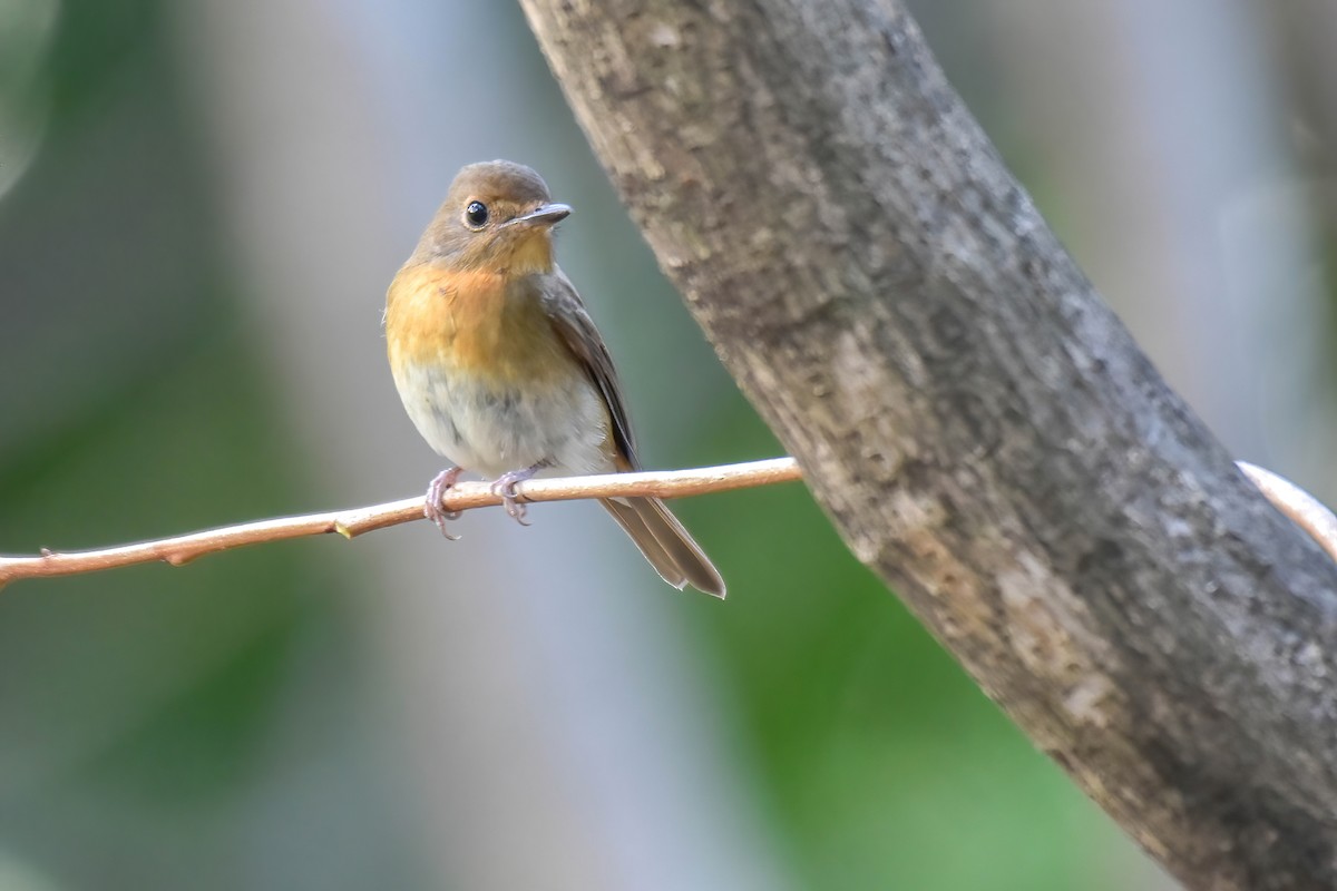 Chinese Blue Flycatcher - ML646180253