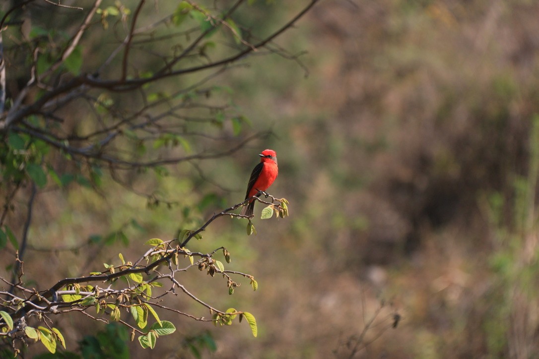 Vermilion Flycatcher (Northern) - ML646180254