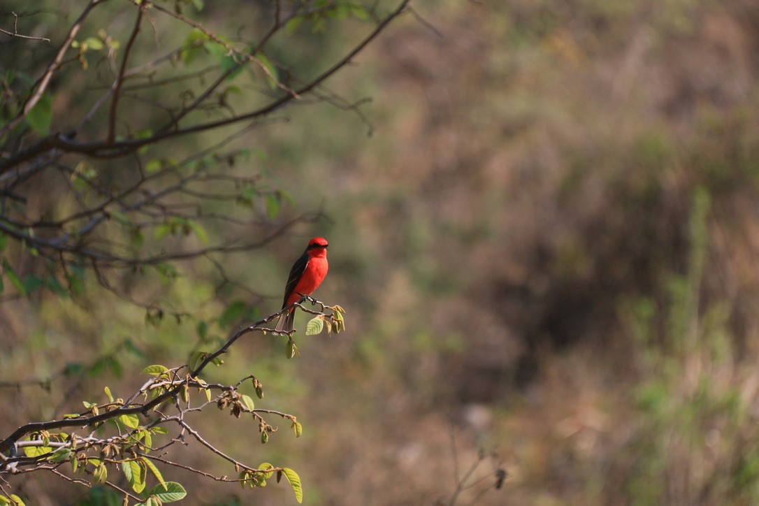 Vermilion Flycatcher (Northern) - ML646180255