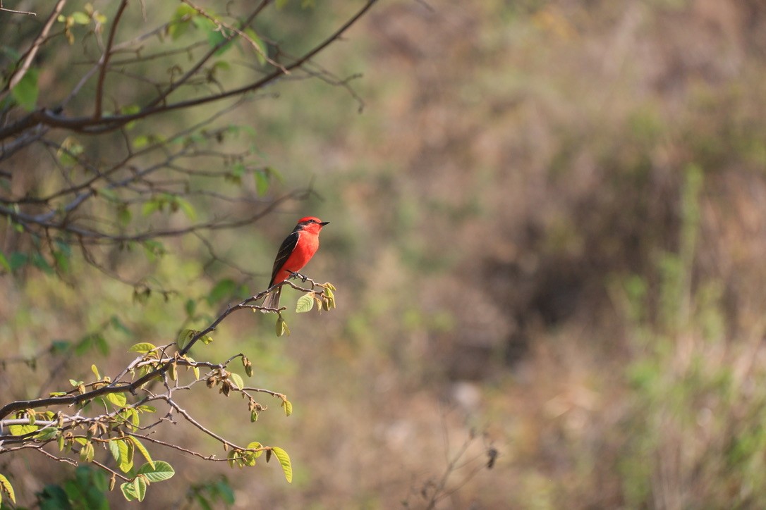 Vermilion Flycatcher (Northern) - ML646180257