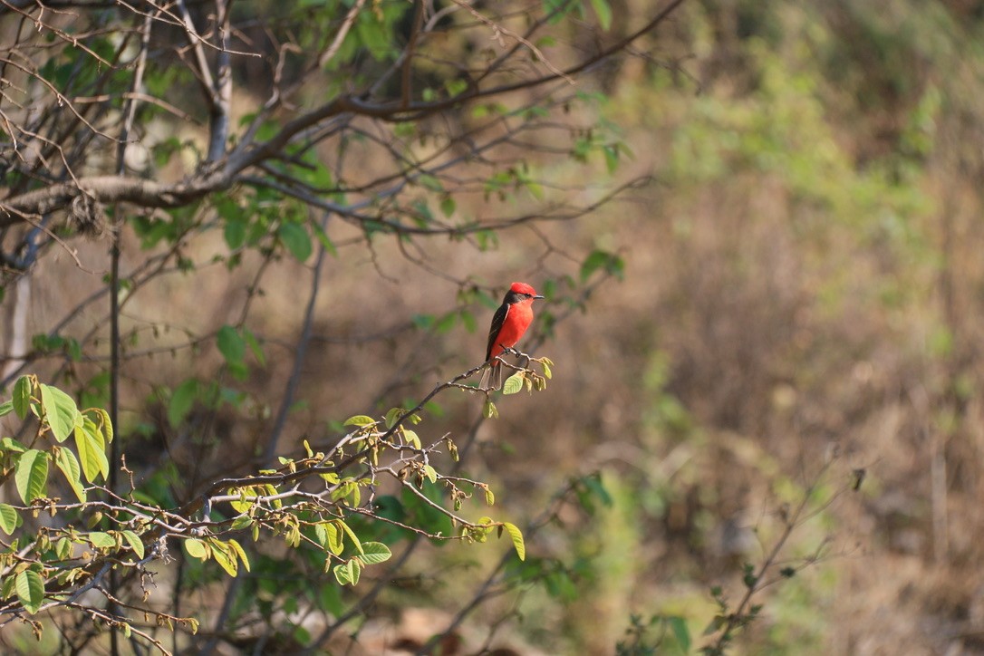Vermilion Flycatcher (Northern) - ML646180260