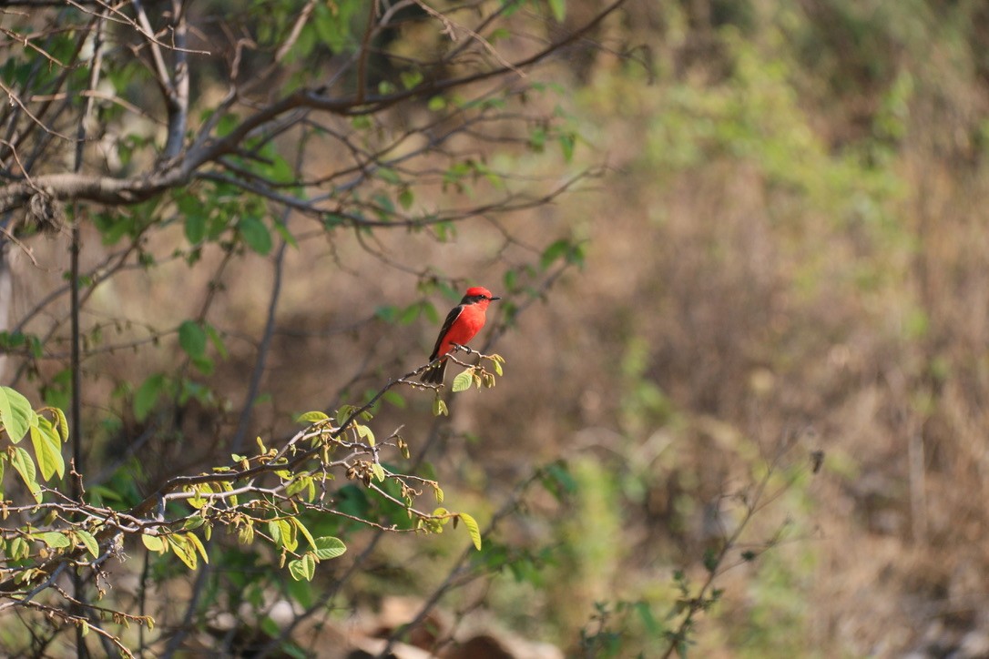 Vermilion Flycatcher (Northern) - ML646180265