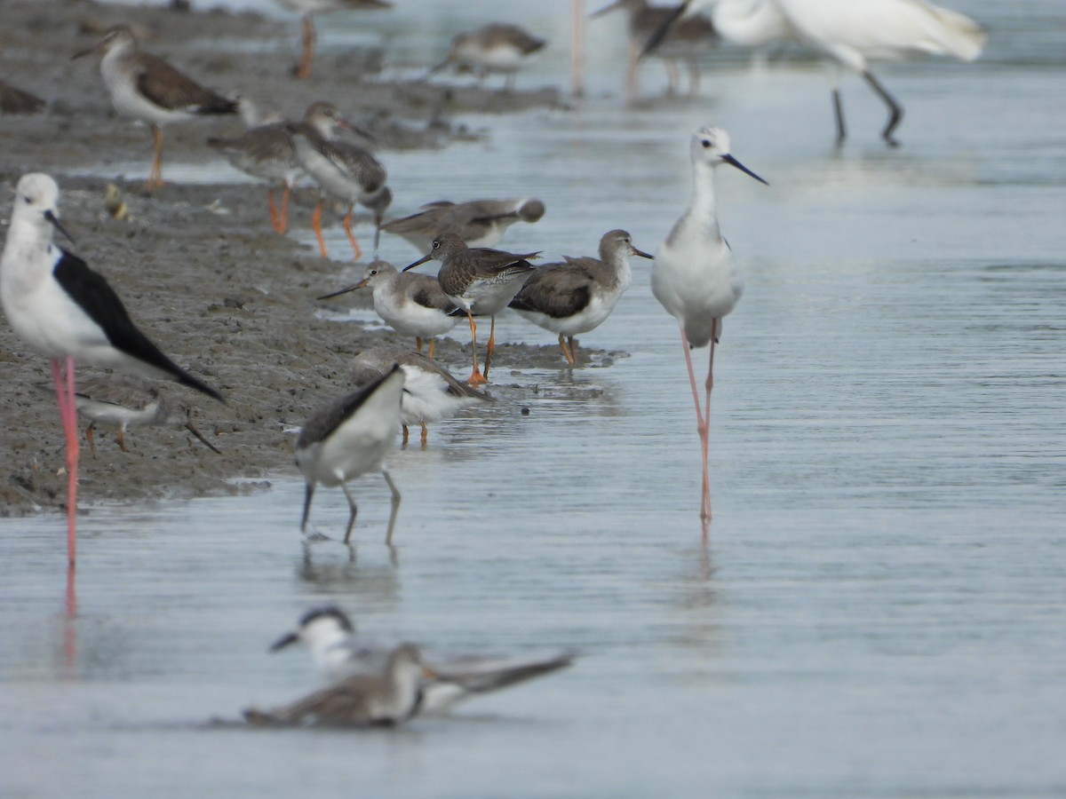 Black-winged Stilt - ML646180266