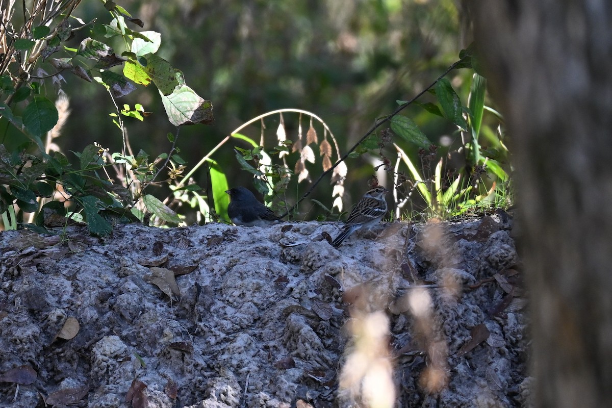 Chipping Sparrow - ML646180267