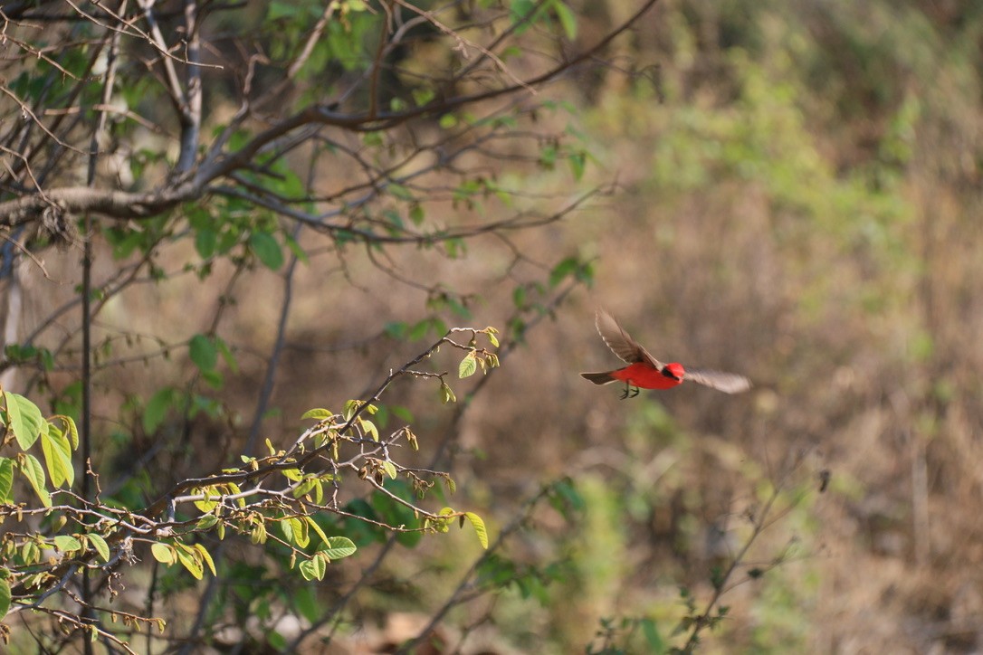 Vermilion Flycatcher (Northern) - ML646180268