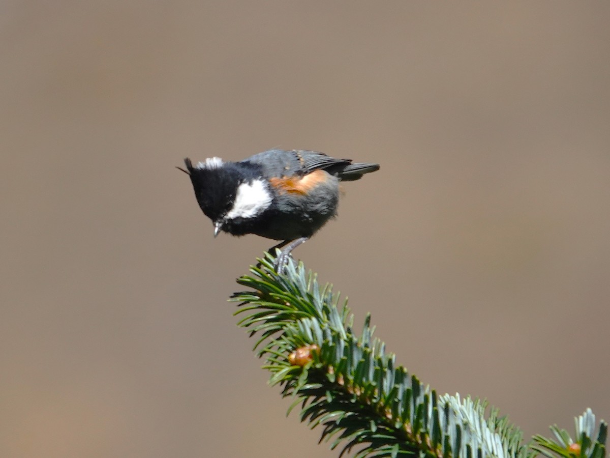 Rufous-naped Tit - ML646180271