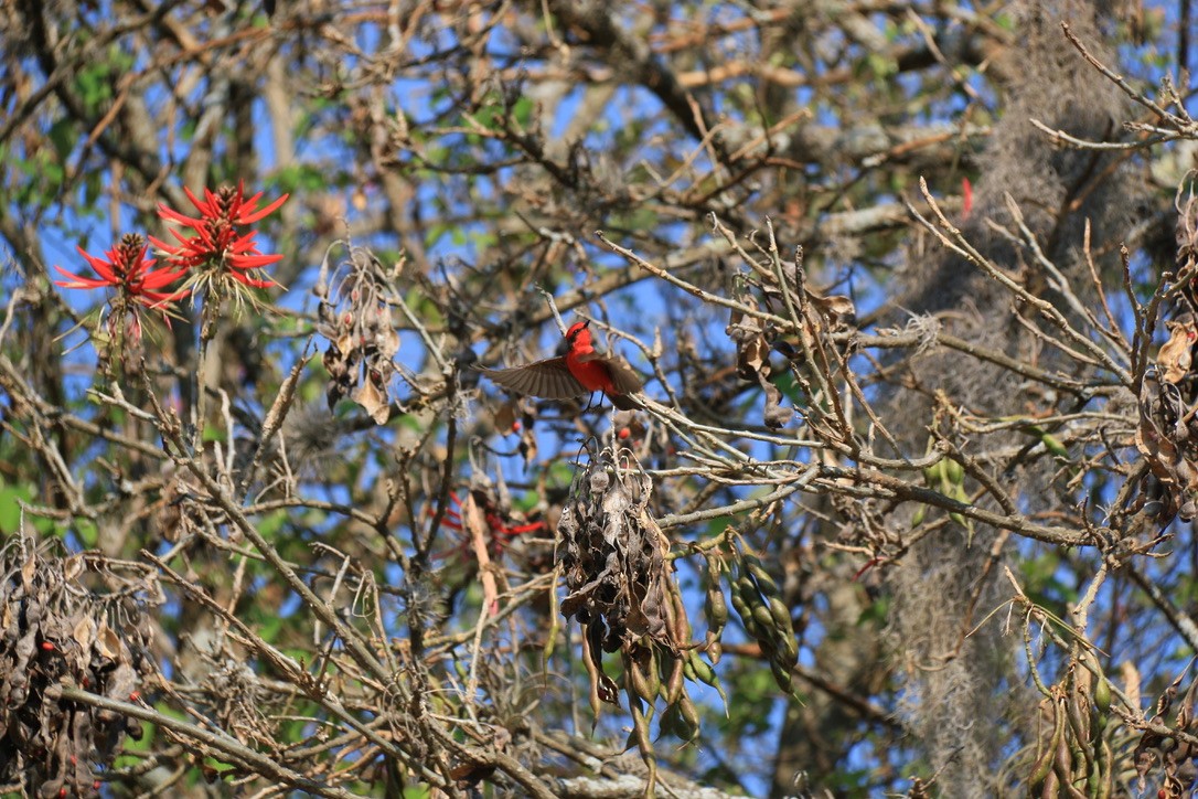 Vermilion Flycatcher (Northern) - ML646180272