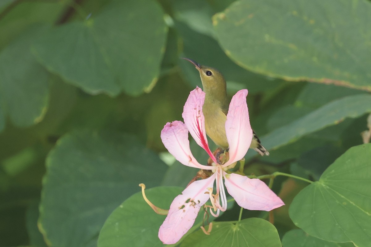 Fork-tailed Sunbird - ML646180273