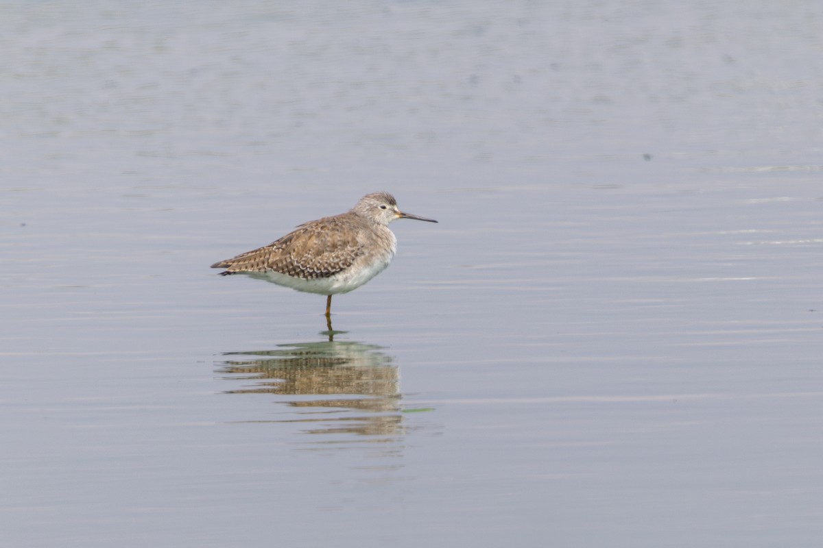 Lesser Yellowlegs - ML646180274