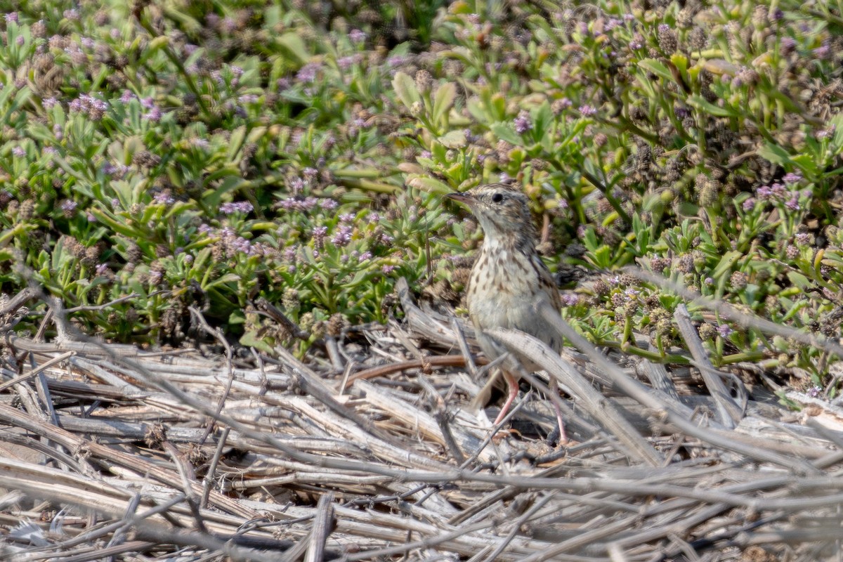 Peruvian Pipit - ML646180276