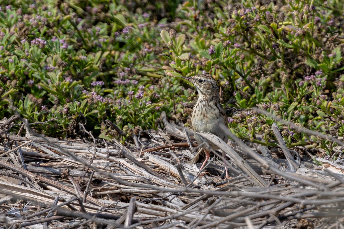 Peruvian Pipit - ML646180277