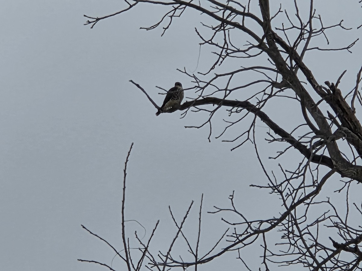 Merlin - ML646180279