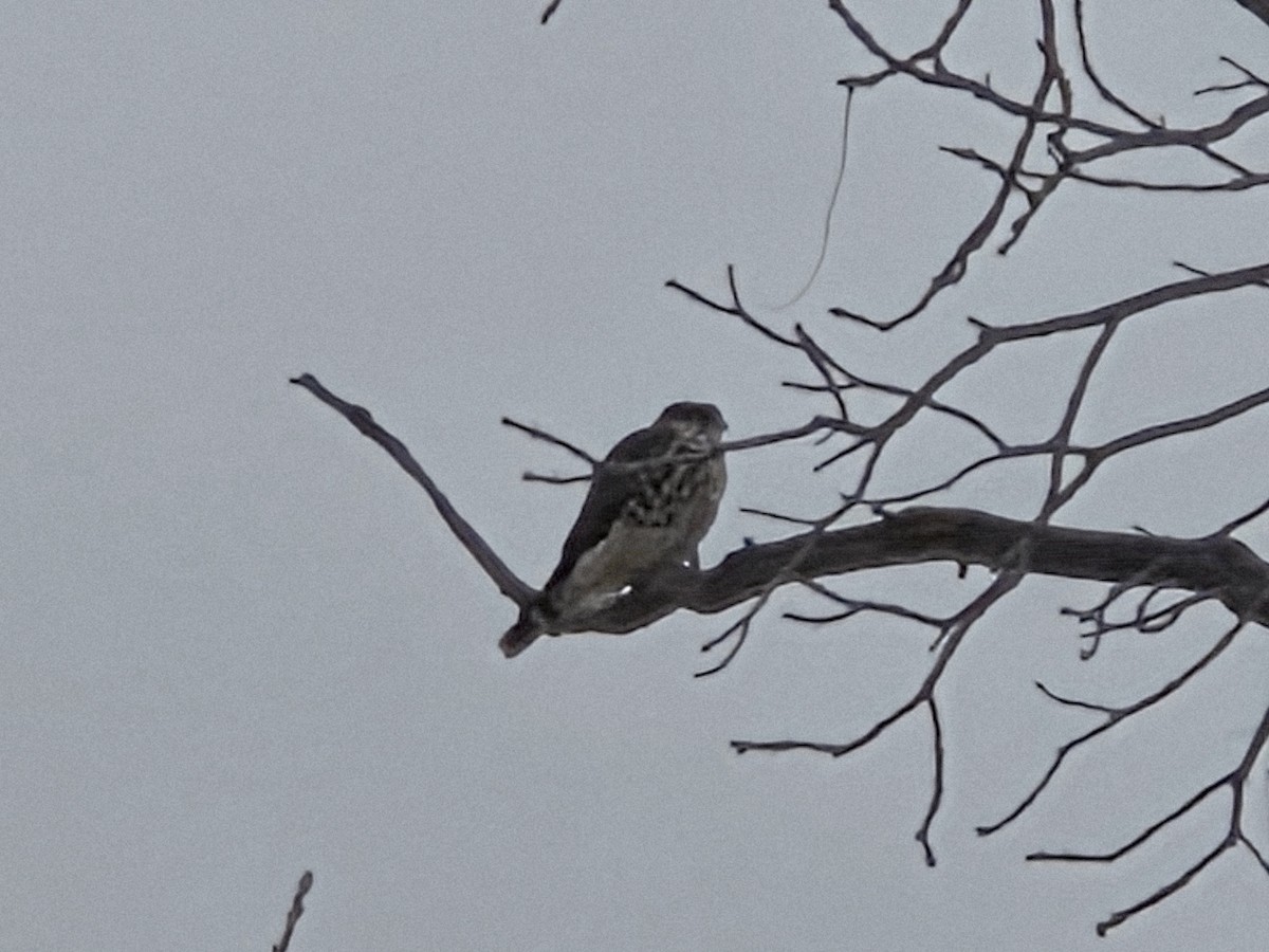 Merlin - ML646180280