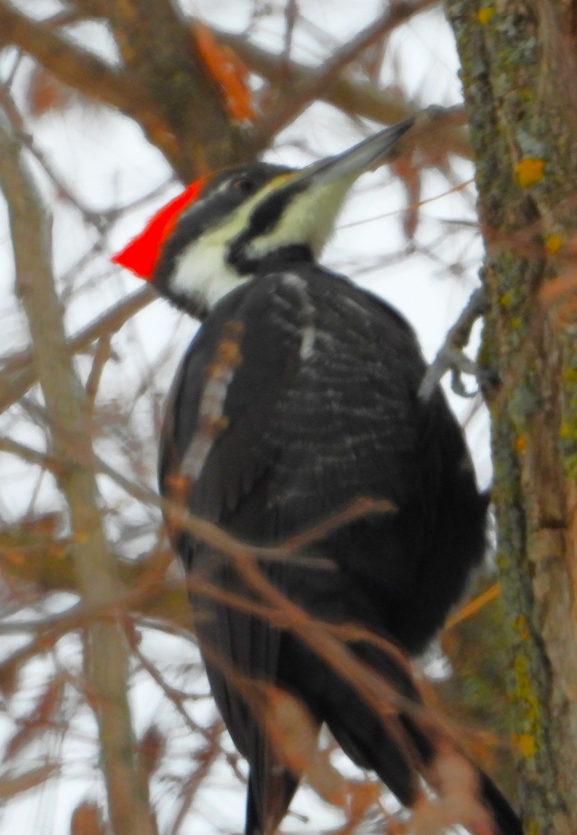 Pileated Woodpecker - ML646180281