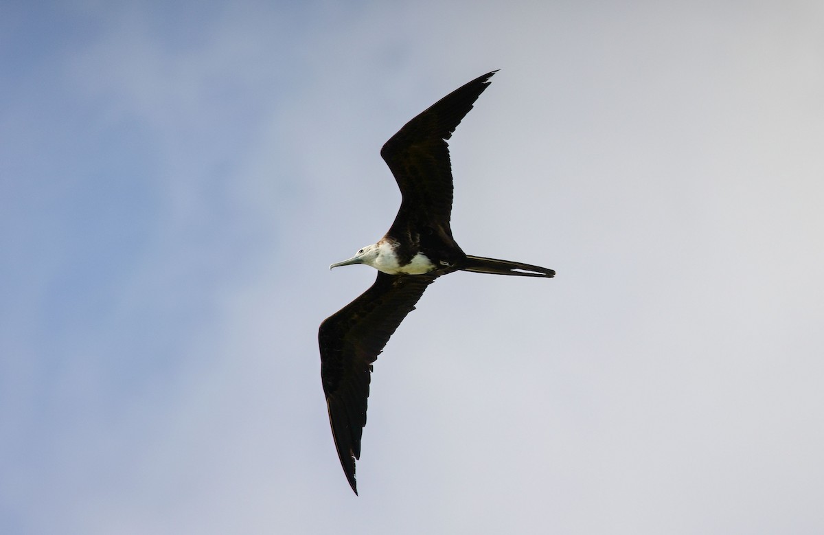 Magnificent Frigatebird - ML646180282