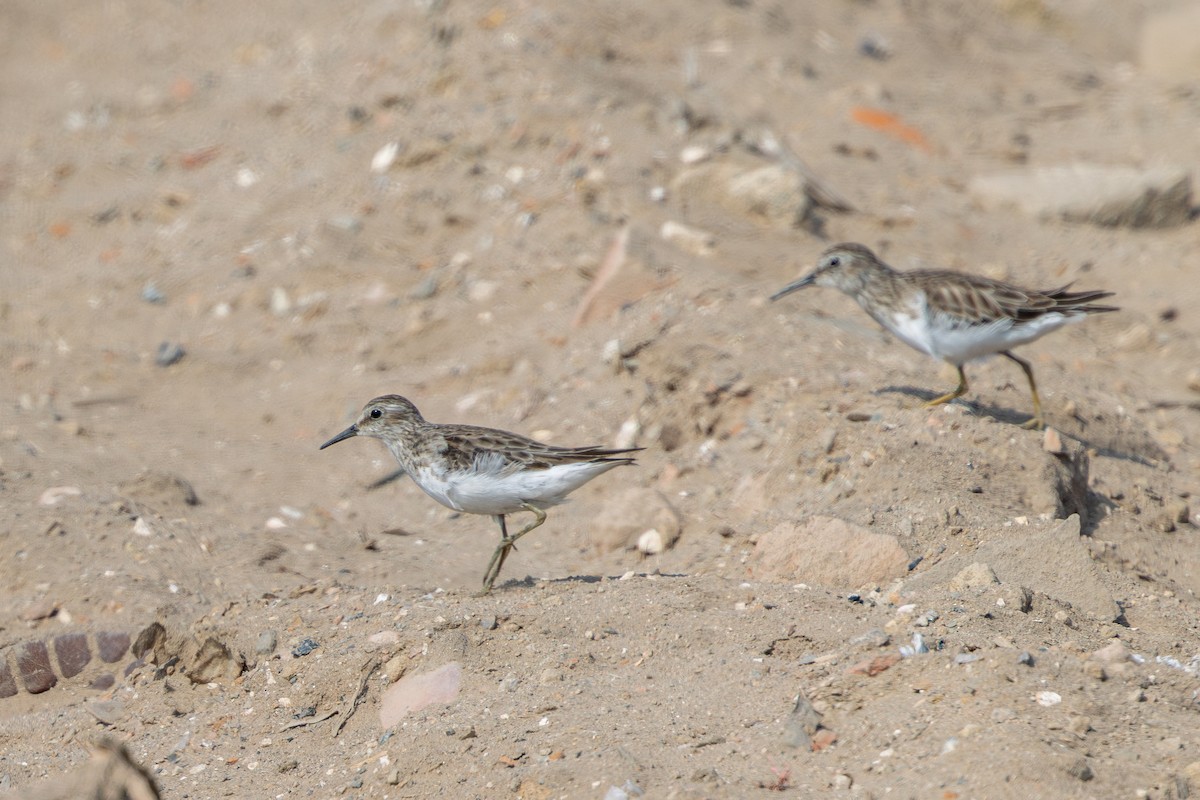 Least Sandpiper - ML646180283
