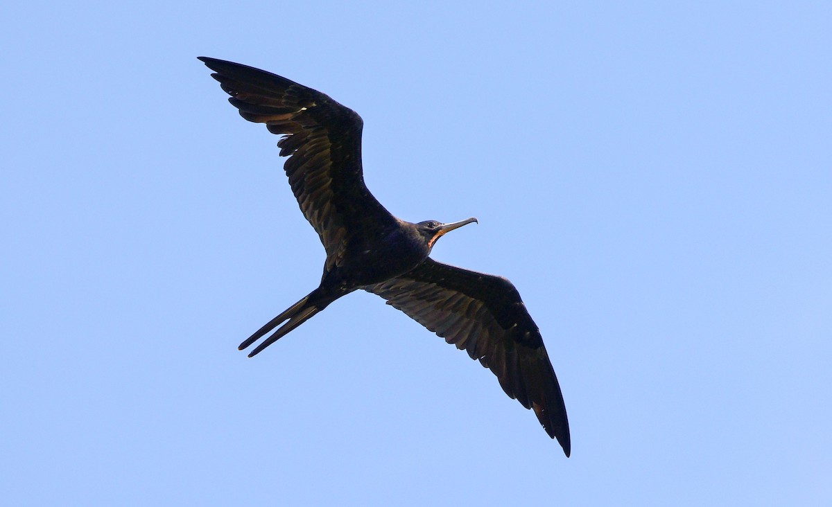Magnificent Frigatebird - ML646180284