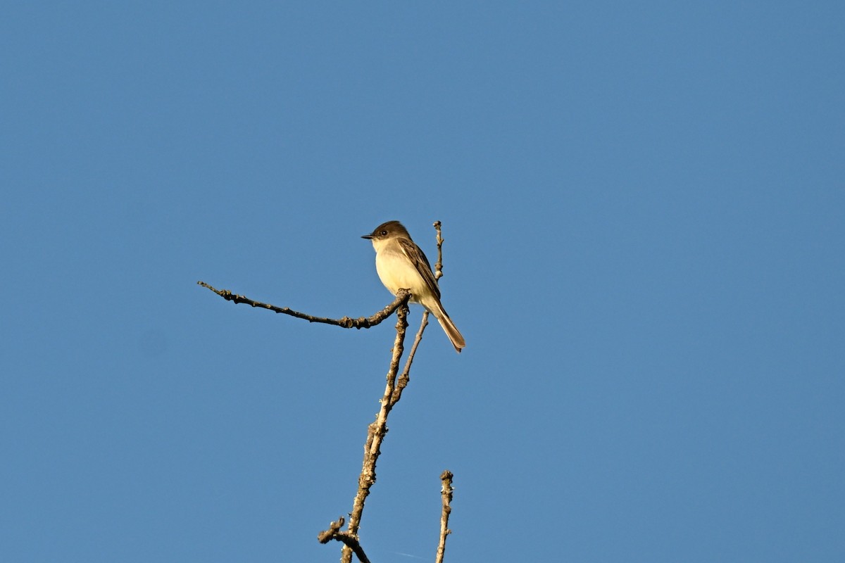Eastern Phoebe - ML646180287