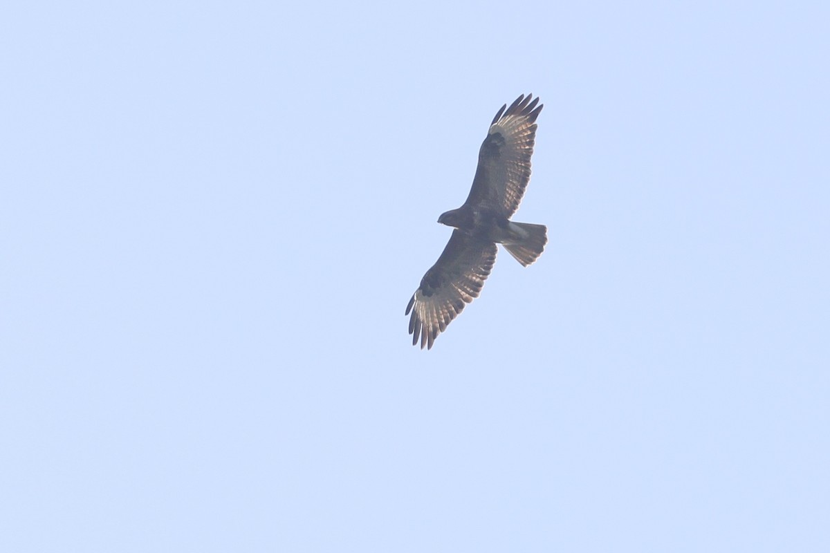 Eastern Buzzard - ML646180288