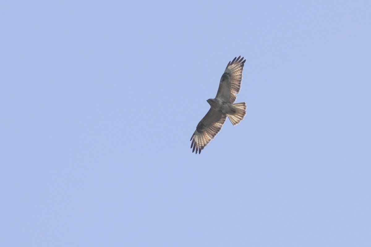 Eastern Buzzard - ML646180289