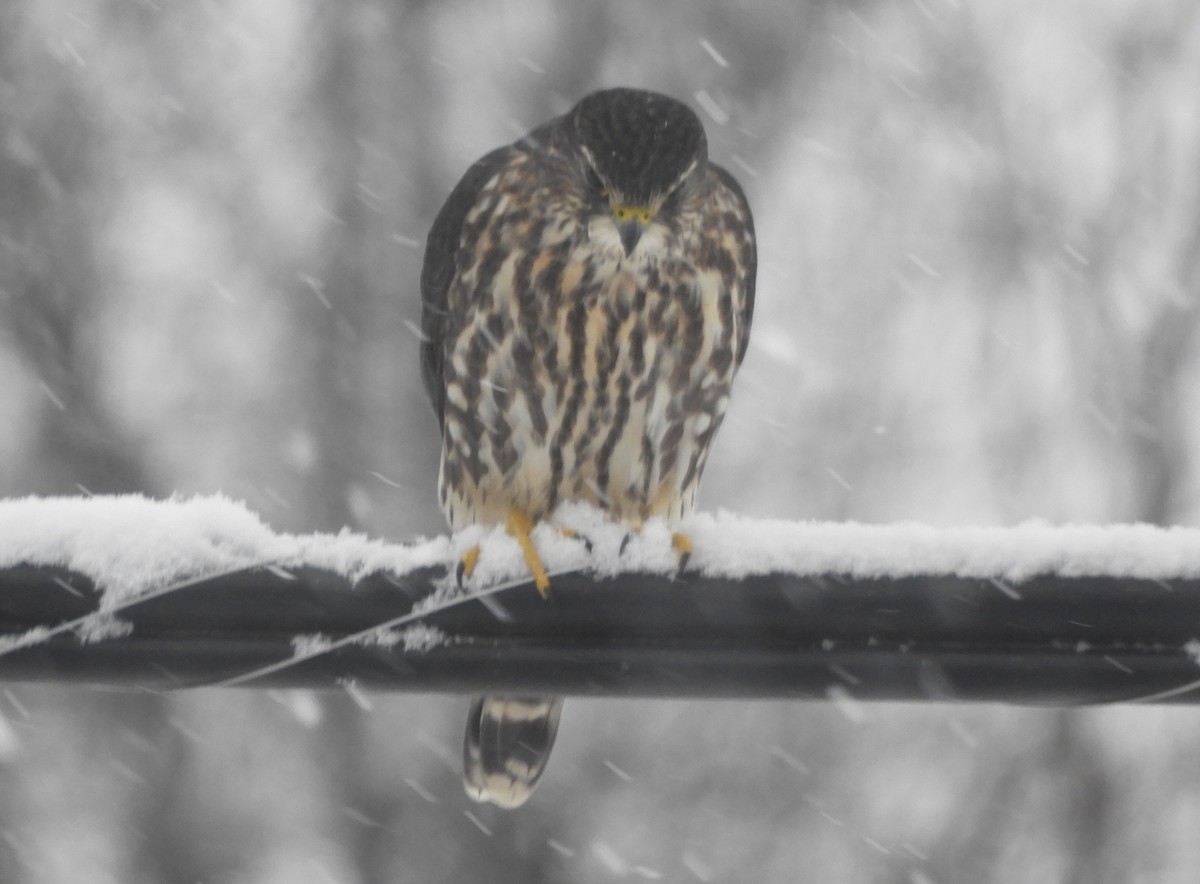 Merlin - ML646180290