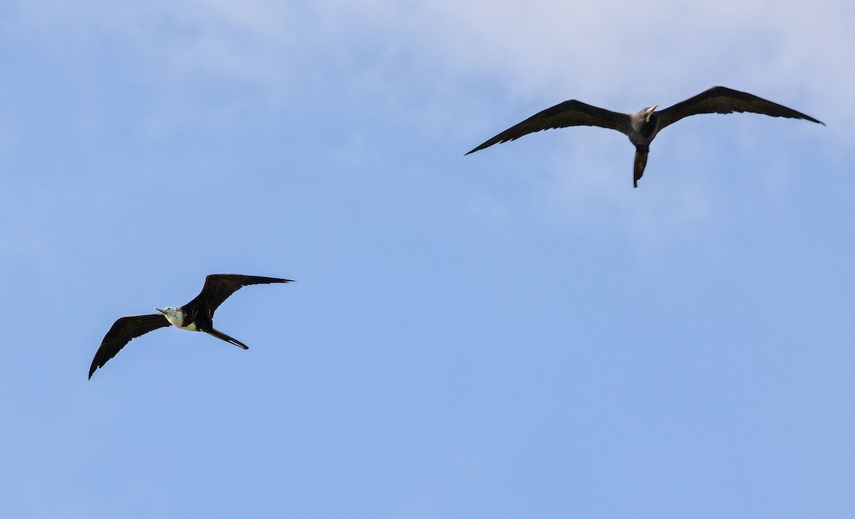 Magnificent Frigatebird - ML646180291