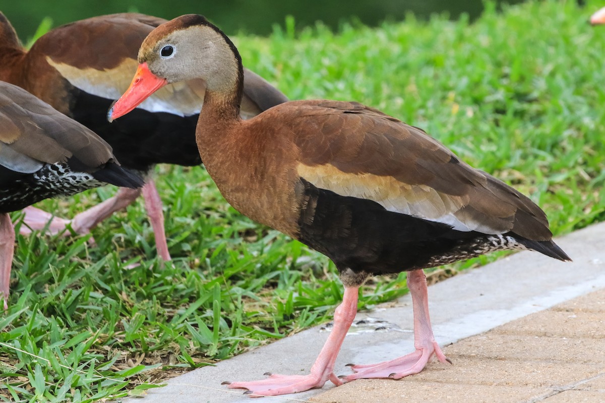 Black-bellied Whistling-Duck - ML646180292