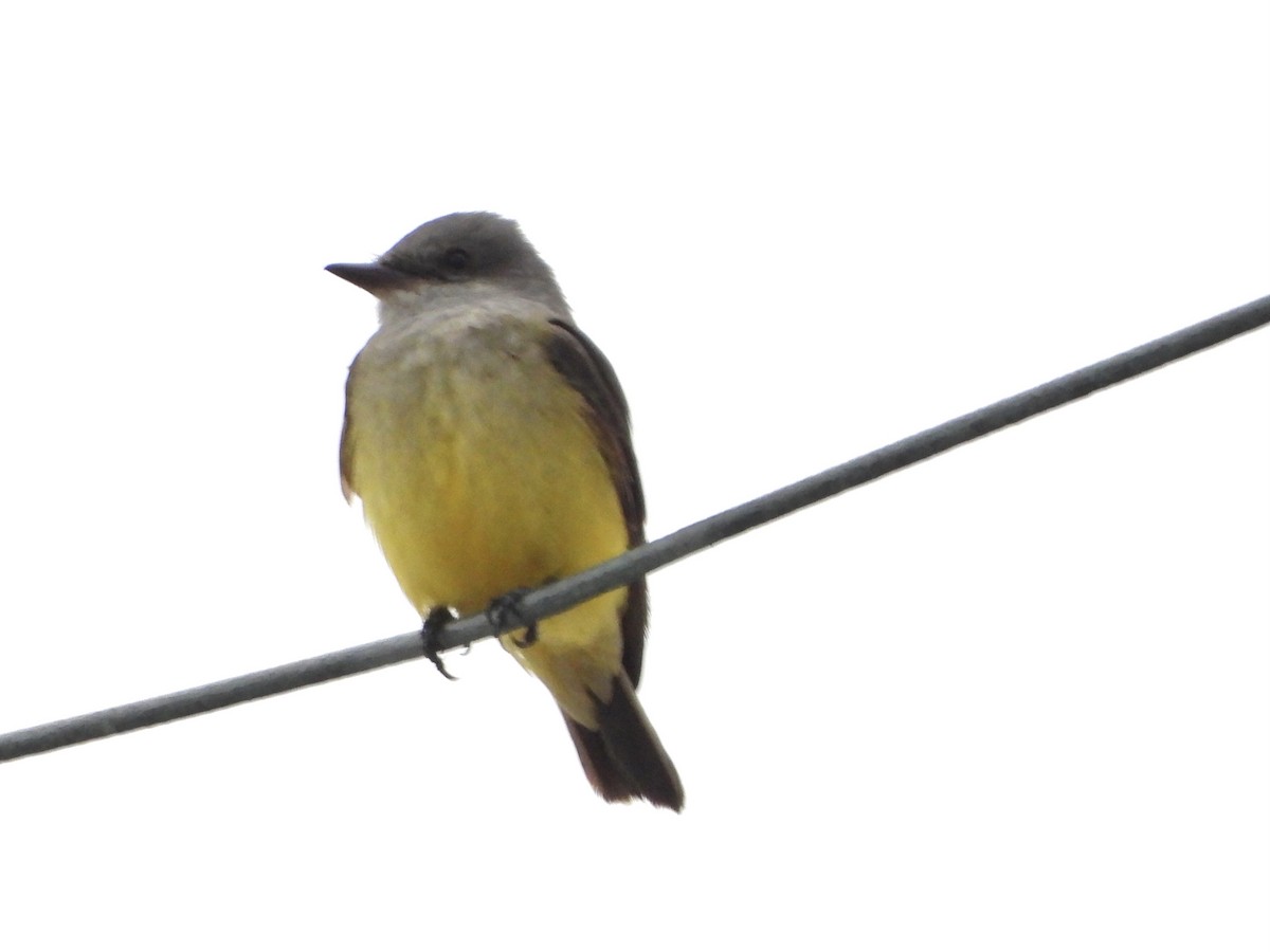 Western Kingbird - ML646180293