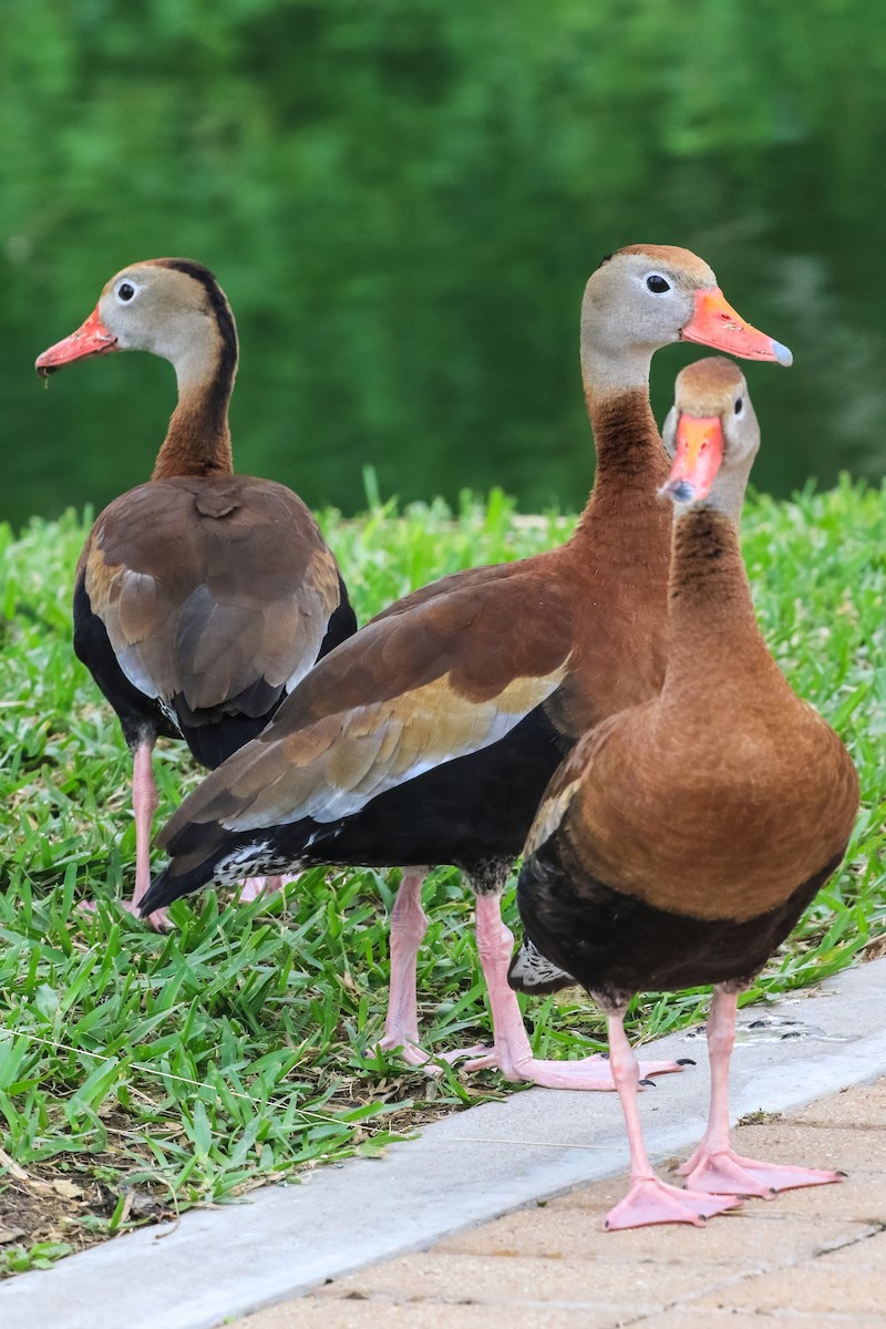 Black-bellied Whistling-Duck - ML646180294