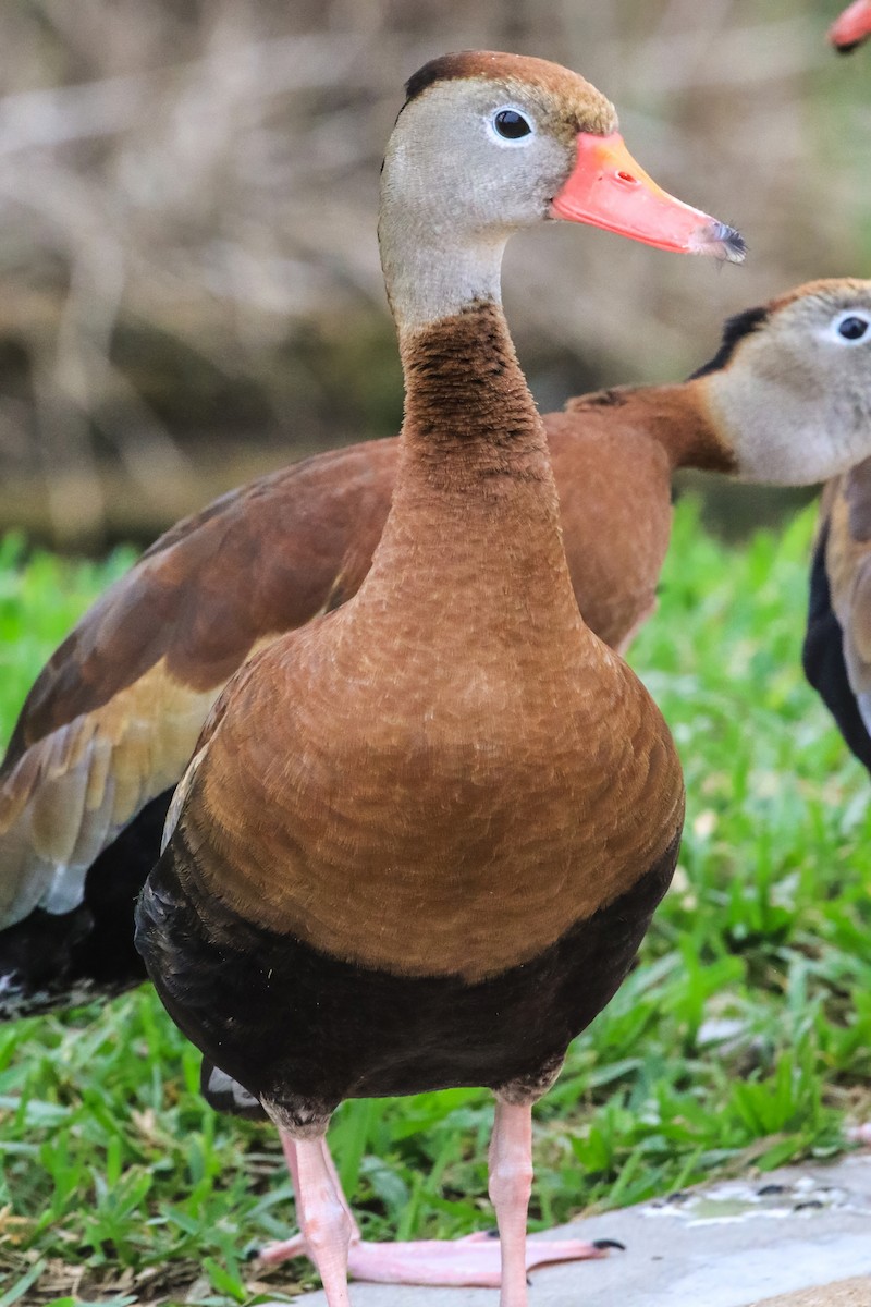 Black-bellied Whistling-Duck - ML646180295