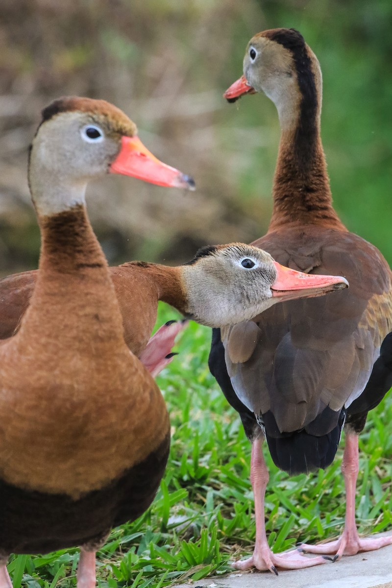 Black-bellied Whistling-Duck - ML646180296
