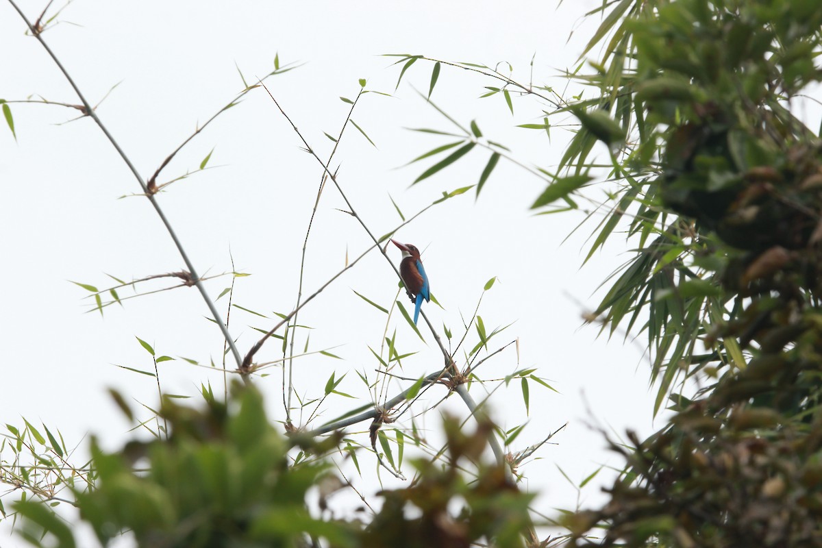 White-throated Kingfisher - ML646180297