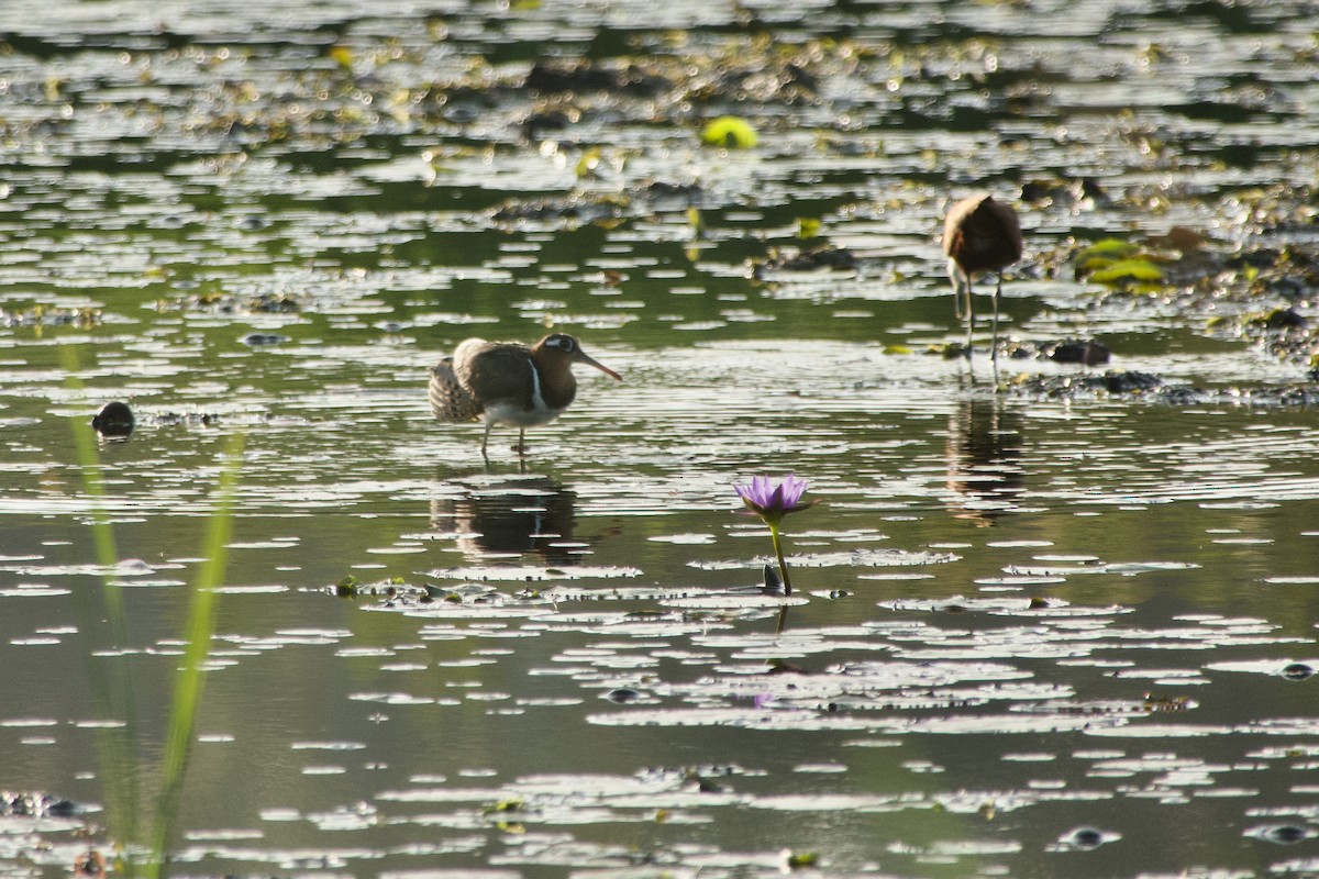Greater Painted-Snipe - ML646180298