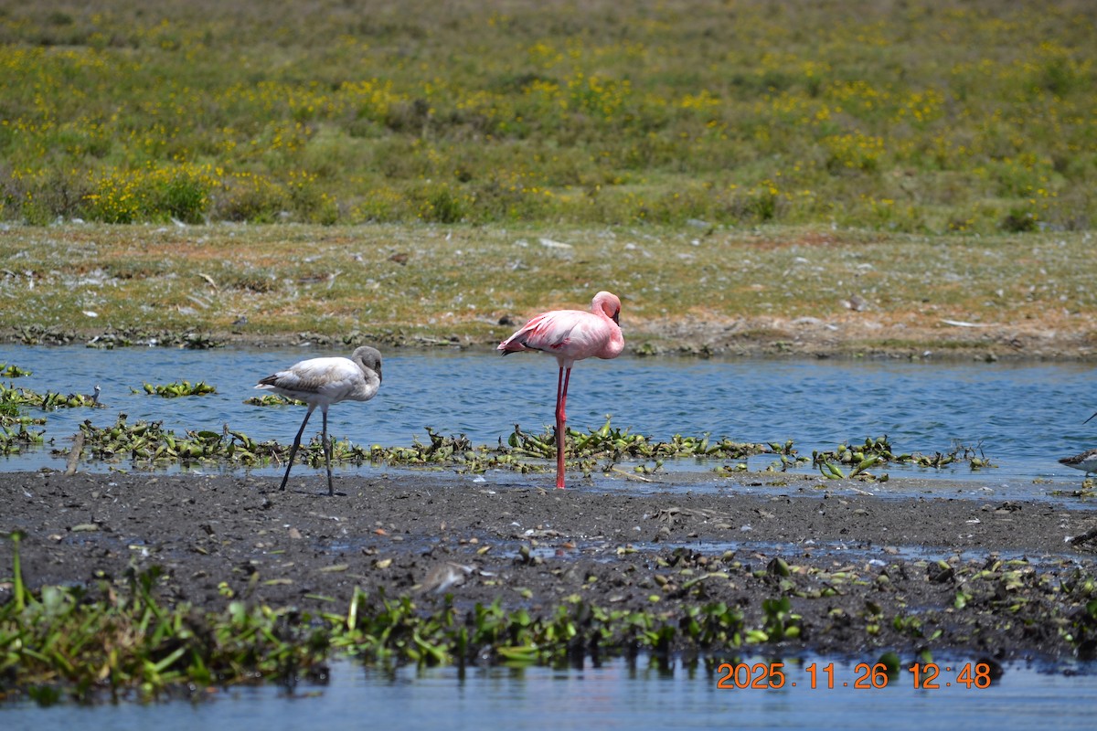 Lesser Flamingo - ML646180302