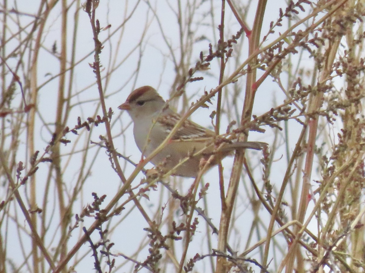 White-crowned Sparrow - ML646180306