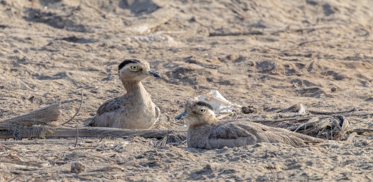 Peruvian Thick-knee - ML646180309