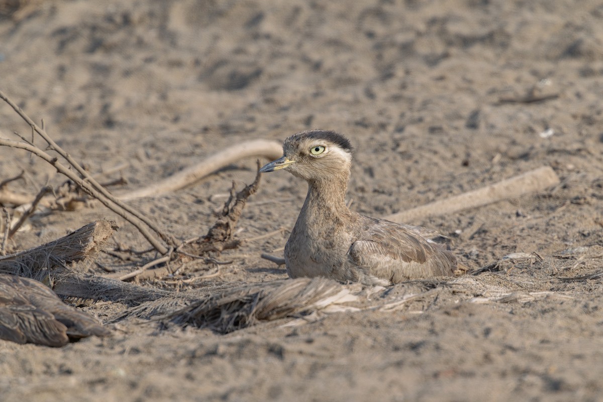 Peruvian Thick-knee - ML646180310