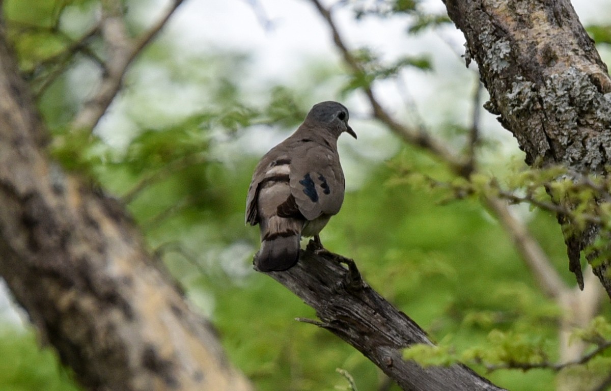 Emerald-spotted Wood-Dove - ML646180348