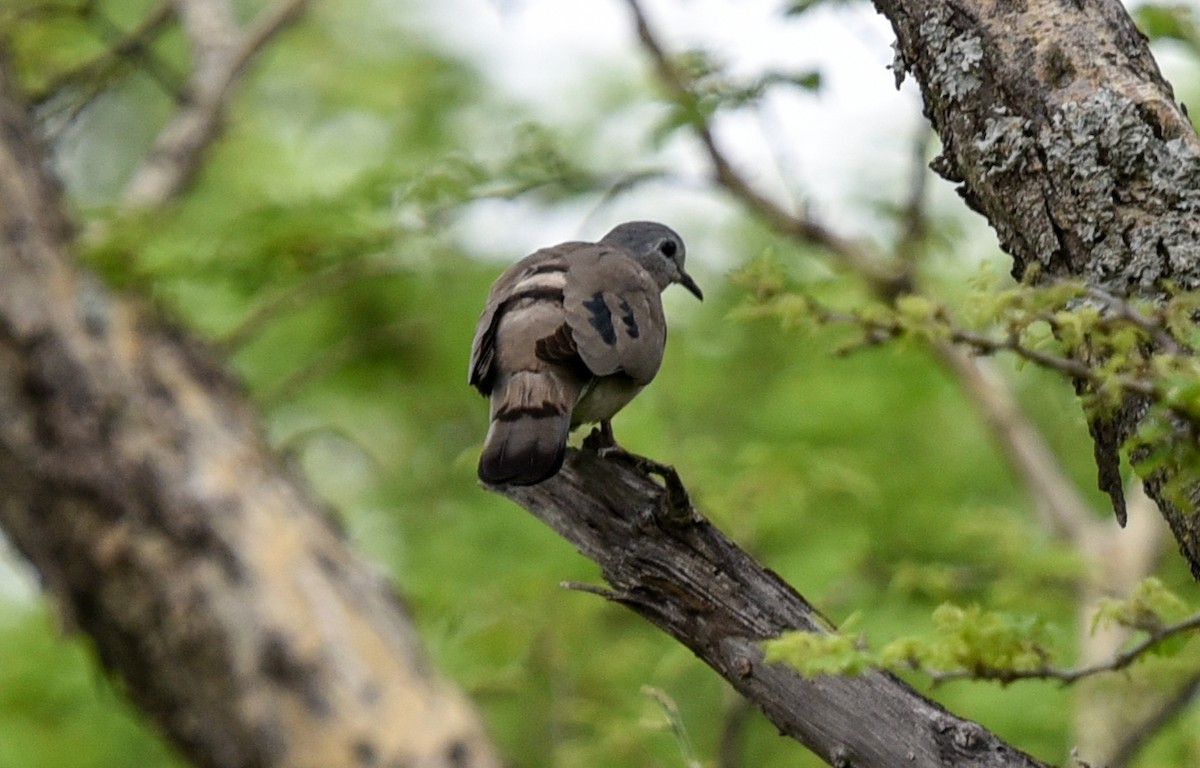 Emerald-spotted Wood-Dove - ML646180349