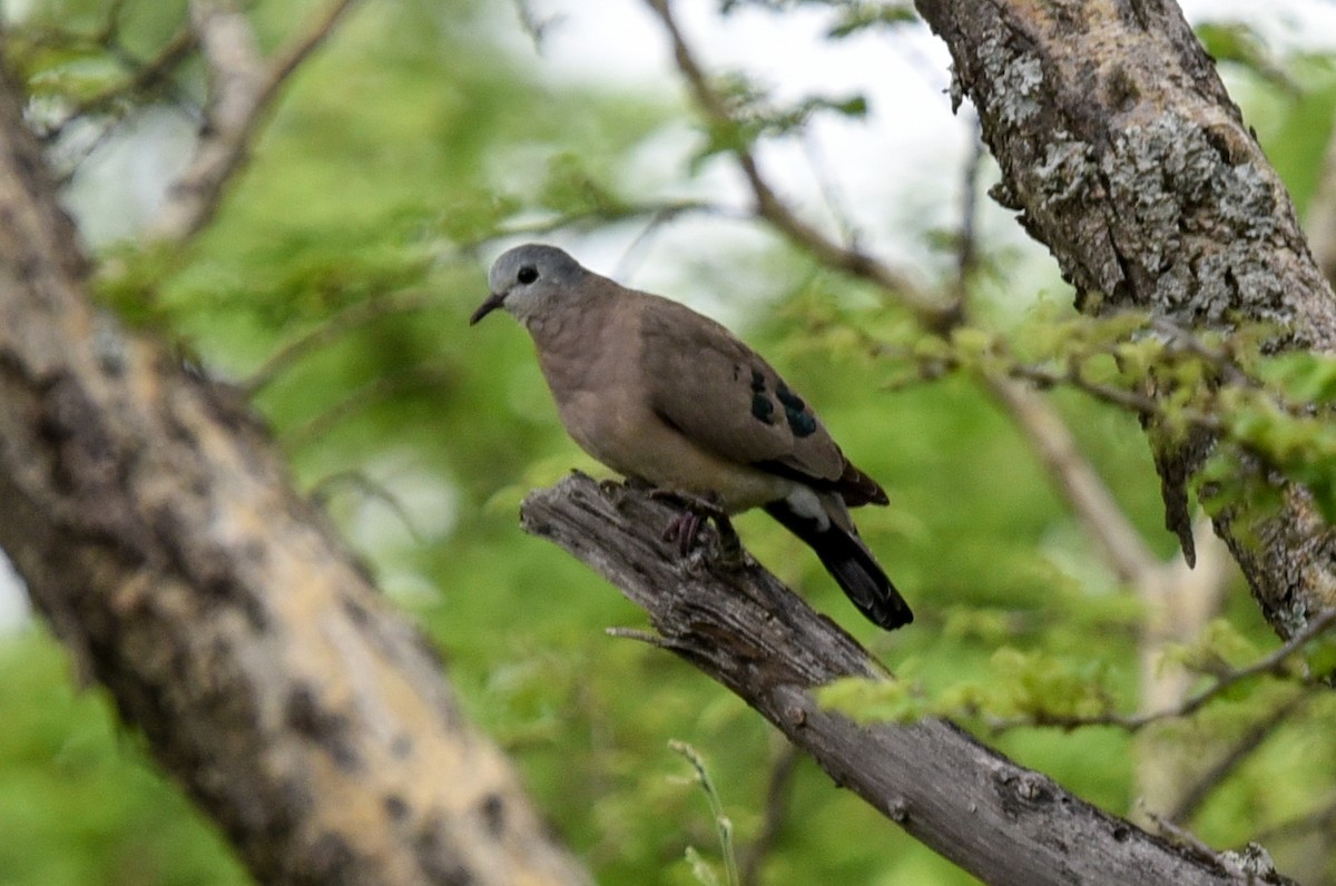 Emerald-spotted Wood-Dove - ML646180350