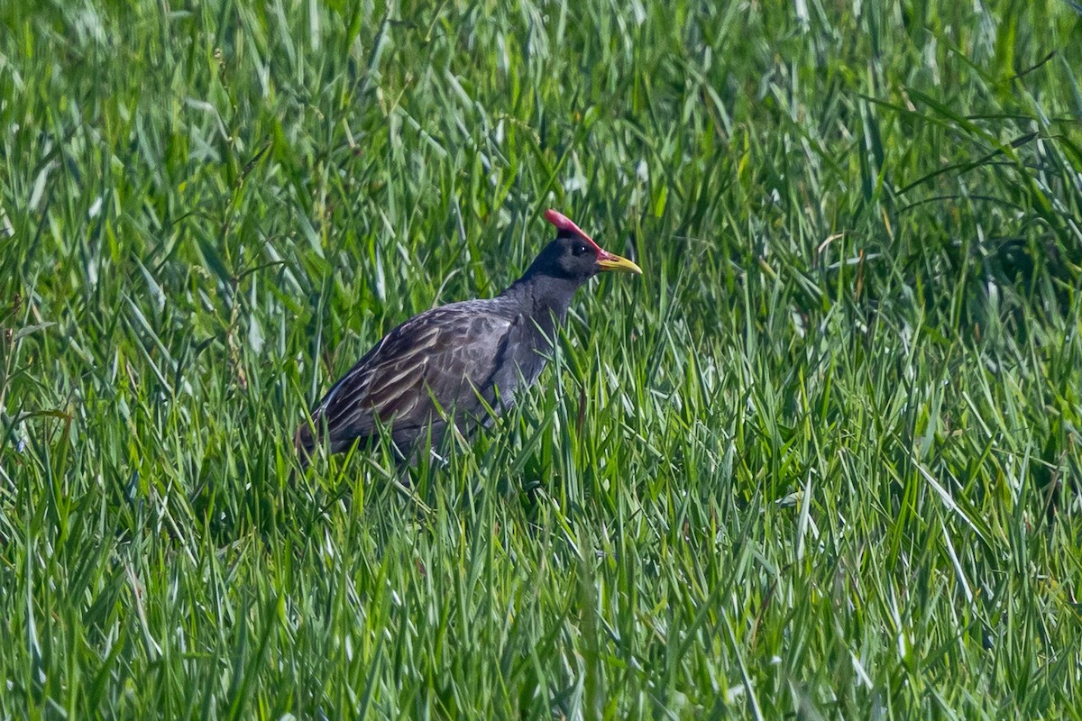 Watercock - ML646180358