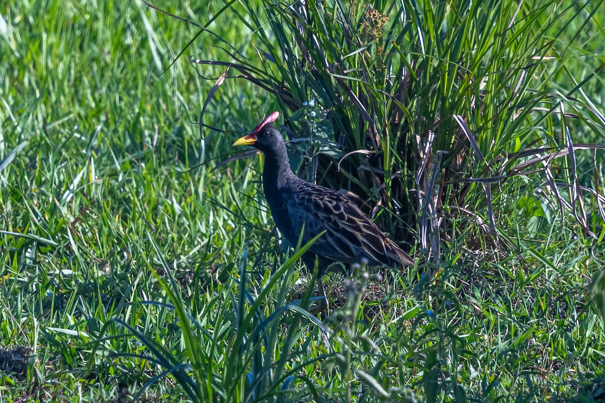 Watercock - ML646180359