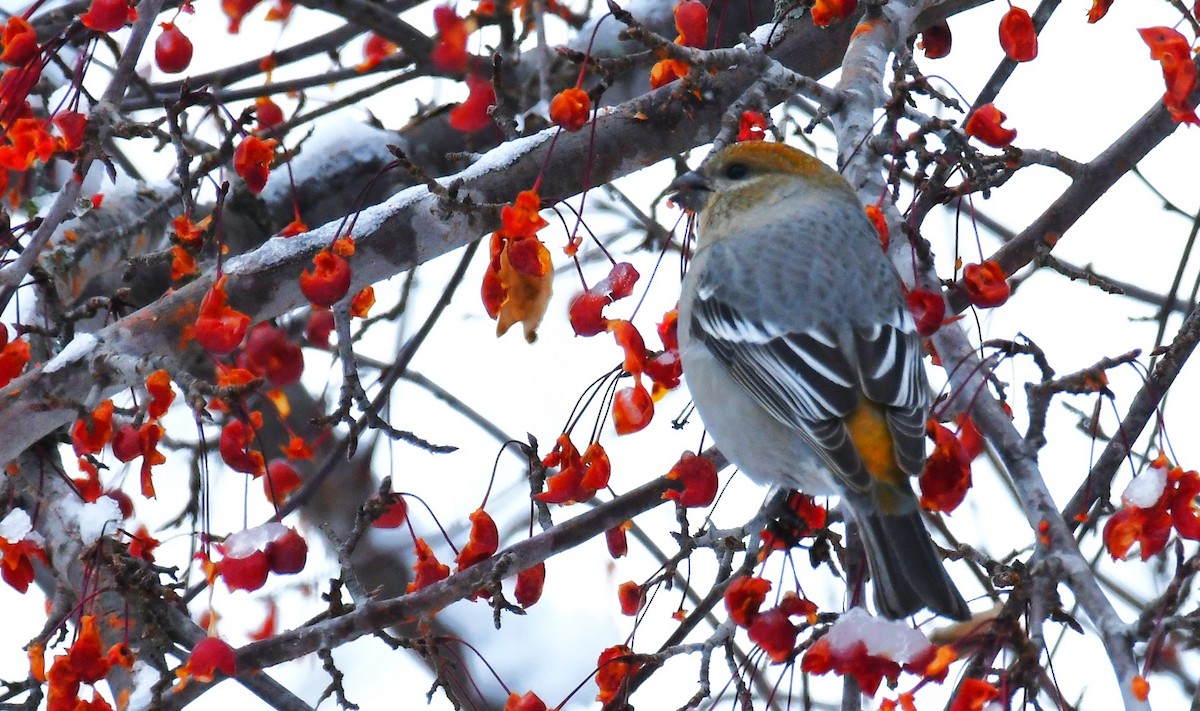 Нарсны шүршүү - ML646180364