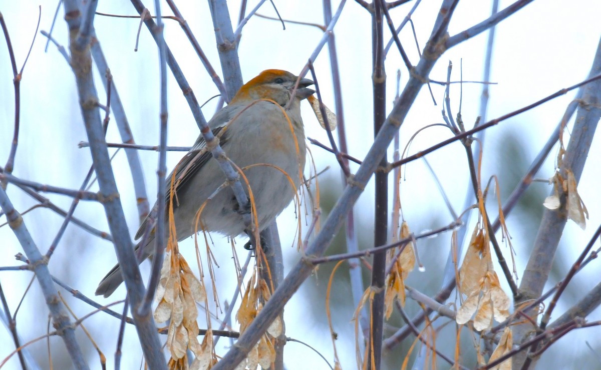 Нарсны шүршүү - ML646180365