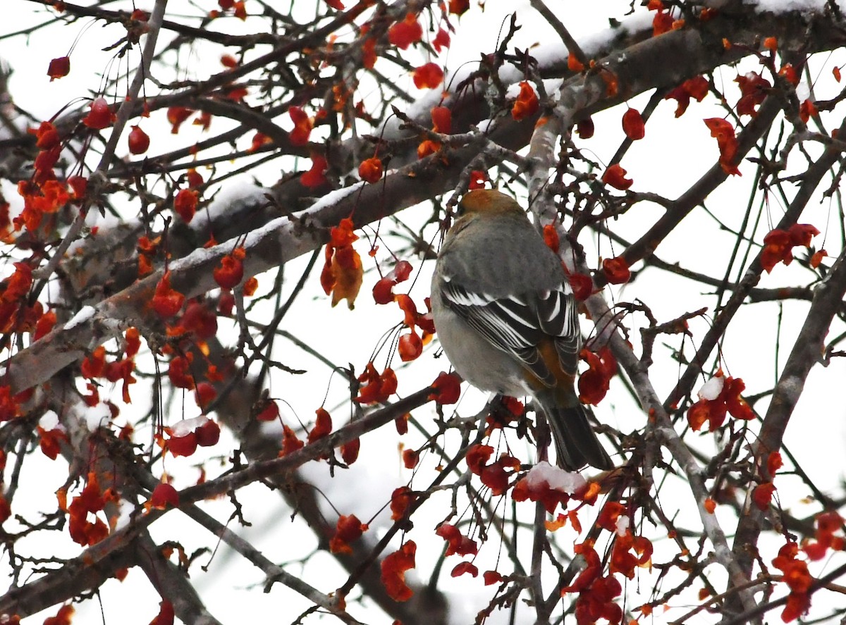 Нарсны шүршүү - ML646180367